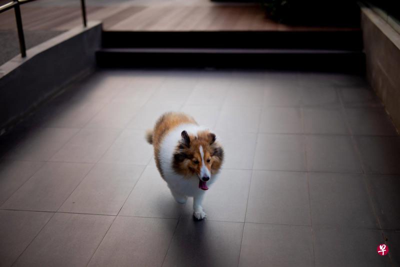 农粮兽医局初步调查显示,失踪多日的喜乐蒂牧羊犬“王子”已在“Platinium Dogs Club”宠物寄宿中心过世并火化。(取自面簿) 农粮兽医局初步调查显示,失踪多日的喜乐蒂牧羊犬“王子”已在“Platinium Dogs Club”宠物寄宿中心过世并火化。(取自面簿)