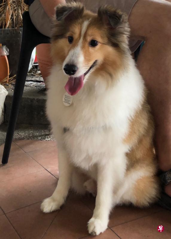 农粮局在面簿上证实，失踪的喜乐蒂牧羊犬在宠物寄宿中心期间已死亡，并送去火化。（档案照片）