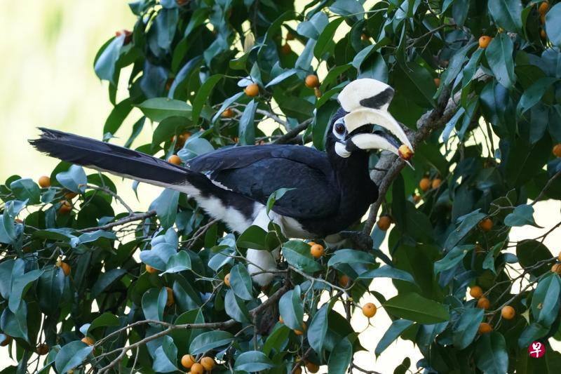冠斑犀鸟来觅食,其他小鸟都吓得飞走。 冠斑犀鸟来觅食,其他小鸟都吓得飞走。