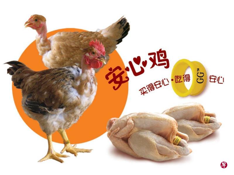 “安心鸡”让全家人吃得好,吃得健康。(商家提供) “安心鸡”让全家人吃得好,吃得健康。(商家提供)