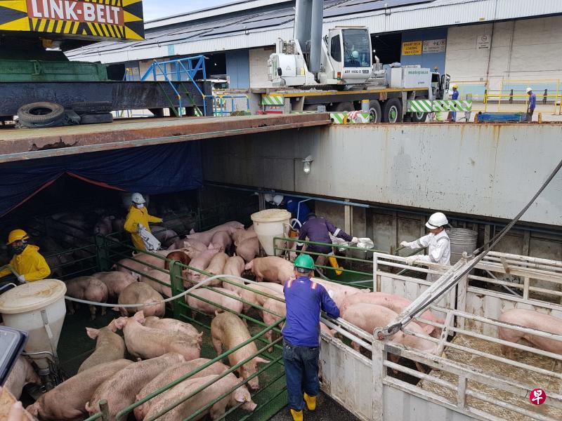 从马来西亚砂拉越州运抵我国的活猪。(王如如食品工业提供) 从马来西亚砂拉越州运抵我国的活猪。(王如如食品工业提供)