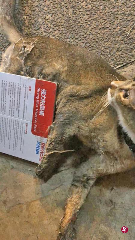 猫咪误踩粘鼠板被被粘得动弹不得。 (取自网络) 猫咪误踩粘鼠板被被粘得动弹不得。 (取自网络)