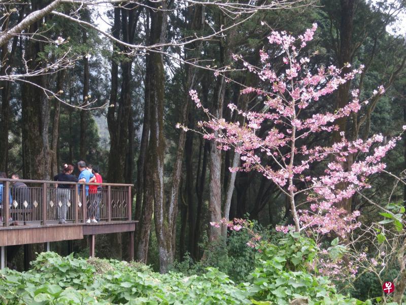 森林步道里花踪处处。(黄匡宁摄) 森林步道里花踪处处。(黄匡宁摄)