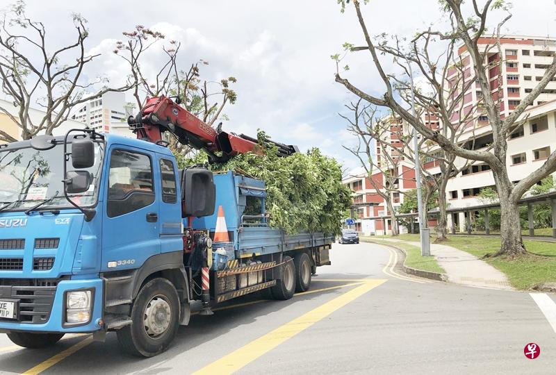 当局从上个月开始,陆续修剪波东巴西一带的树木。 当局从上个月开始,陆续修剪波东巴西一带的树木。
