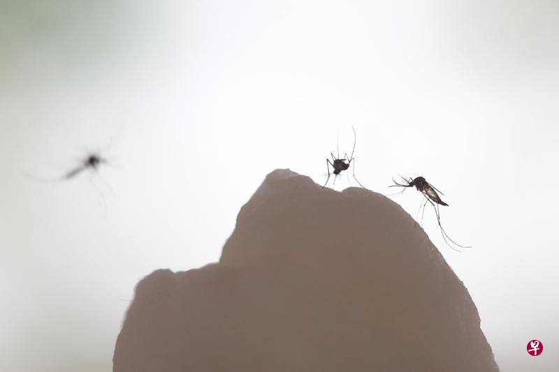 骨痛热症临床辩证分三期。(档案照) 骨痛热症临床辩证分三期。(档案照)