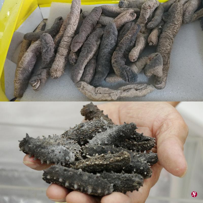 受骗网民表示,装在盒子里的“高级刺参”(上图),跟照片完全是两个样,品质极差。下图为真正的日本北海道关东刺参,1公斤要价3000多元。(林国明摄) 受骗网民表示,装在盒子里的“高级刺参”(上图),跟照片完全是两个样,品质极差。下图为真正的日本北海道关东刺参,1公斤要价3000多元。(林国明摄)