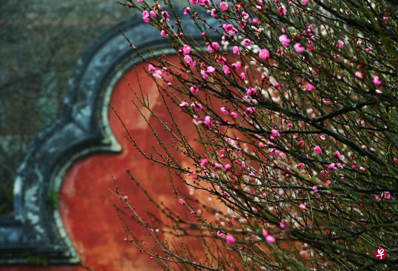 听说梅花是报春花,带有吉祥寓意,结果每年年底,市场上到处摆卖手工梅花,有人说“梅花的五瓣,象征五福,代表快乐、幸运、长寿、顺利和太平。(新华社) 听说梅花是报春花,带有吉祥寓意,结果每年年底,市场上到处摆卖手工梅花,有人说“梅花的五瓣,象征五福,代表快乐、幸运、长寿、顺利和太平。(新华社)