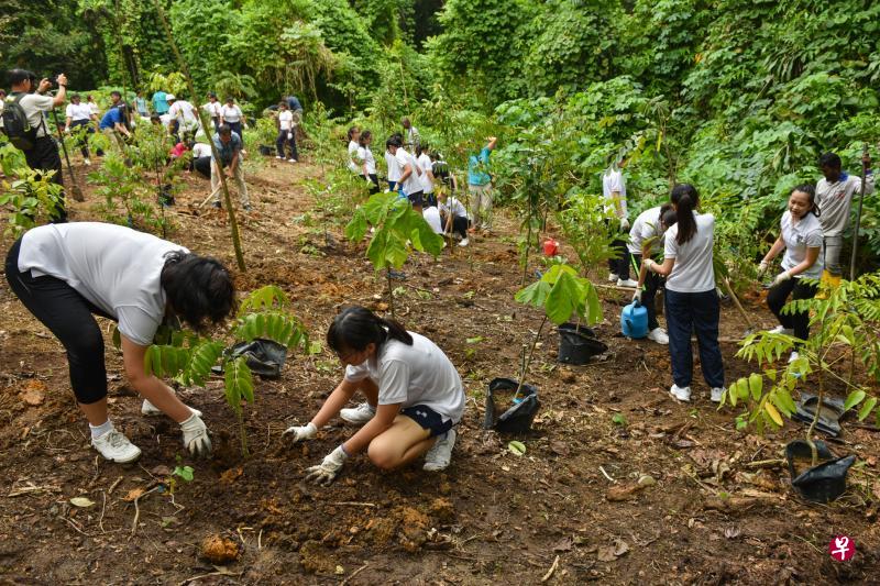 国家公园局昨天在射靶场自然公园开始进行森林修复计划,超过100名来自环境保育组织的义工和学生合力种下100棵原生树木。(海峡时报) 国家公园局昨天在射靶场自然公园开始进行森林修复计划,超过100名来自环境保育组织的义工和学生合力种下100棵原生树木。(海峡时报)