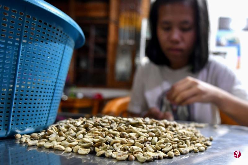 托拉雅栽种出高品质的阿拉比卡咖啡豆。(法新社) 托拉雅栽种出高品质的阿拉比卡咖啡豆。(法新社)