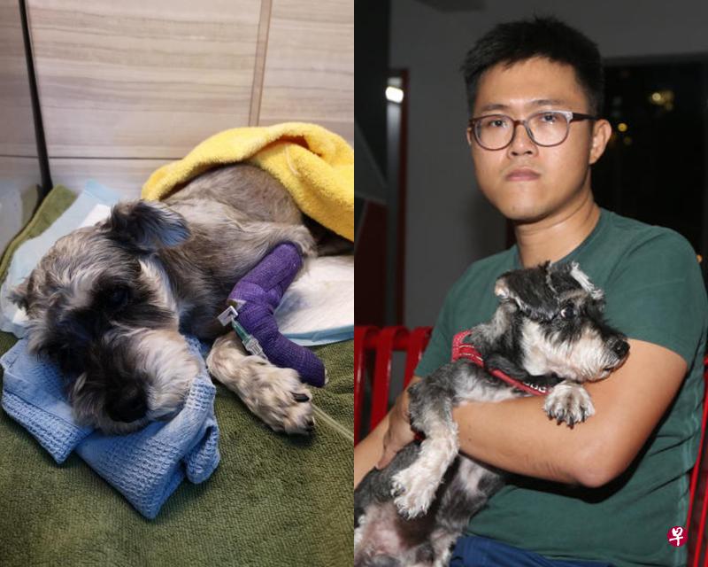 (左图)纳乔今早的情况逐渐好转,须留医观察数日。(右图)林琪豹昨晚抱着9岁的吉姆,苦等纳乔完成手术。(受访者提供) (左图)纳乔今早的情况逐渐好转,须留医观察数日。(右图)林琪豹昨晚抱着9岁的吉姆,苦等纳乔完成手术。(受访者提供)