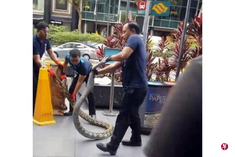 乌节路外惊现蛇踪 八名壮汉勉强制服三米巨蟒(视频截图) 乌节路外惊现蛇踪 八名壮汉勉强制服三米巨蟒(视频截图)