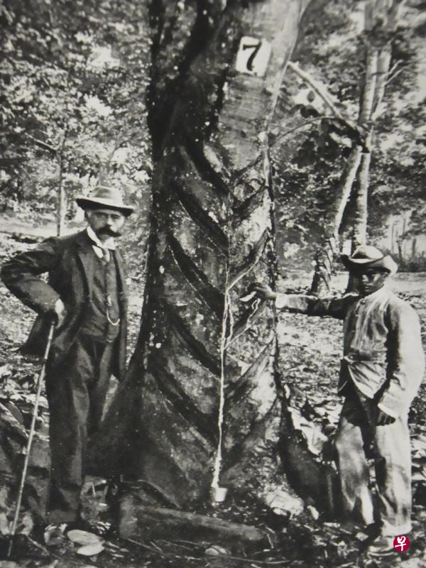 1874年新加坡植物园第一任园长亨利·李德里(左)从巴西引进橡胶籽,研发出一种不伤害橡胶树身的割胶方法。(国家公园局提供) 1874年新加坡植物园第一任园长亨利·李德里(左)从巴西引进橡胶籽,研发出一种不伤害橡胶树身的割胶方法。(国家公园局提供)