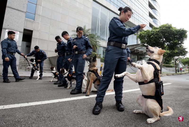 策安的警犬昨天亮相，年龄介于一岁至一岁半，品种包括拉布拉多、英国史宾格及马利诺斯犬。（陈渊庄摄）