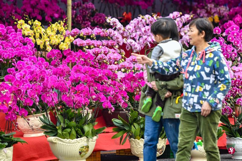春节来临，广州各区除了有大型迎春花市，大街小巷也都有专门摊位摆卖鲜花年桔。（中新社）