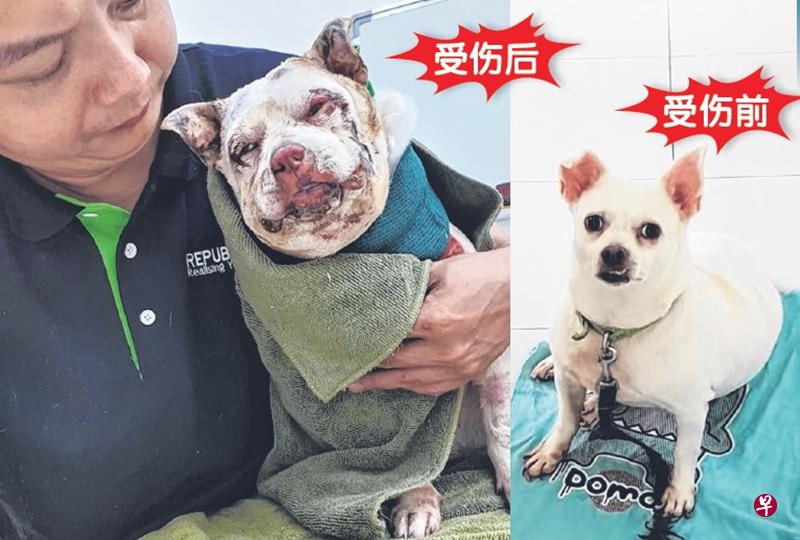 狗儿脸部、眼睛、鼻子及身体被严重烧伤。(受访者提供) 狗儿脸部、眼睛、鼻子及身体被严重烧伤。(受访者提供)