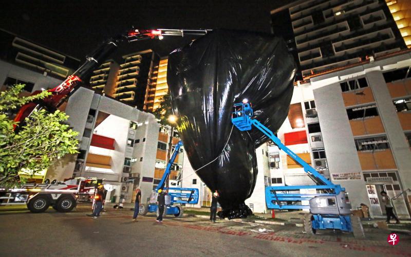 农粮兽医局去年底首次试用撒网后灌二氧化碳的方式,把栖息在波东巴西一棵树上的八哥一网打尽。(档案照片) 农粮兽医局去年底首次试用撒网后灌二氧化碳的方式,把栖息在波东巴西一棵树上的八哥一网打尽。(档案照片)