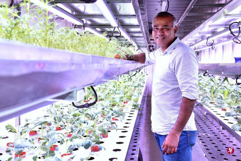 本地城市农作公司VertiVegies创办人维拉开发了全面的资源管理系统,利用人工智慧调控最有利于蔬菜生长的条件,准备每天生产五公吨的蔬菜,推动新加坡食物供应朝自给自足的目标迈进。(档案照片) 本地城市农作公司VertiVegies创办人维拉开发了全面的资源管理系统,利用人工智慧调控最有利于蔬菜生长的条件,准备每天生产五公吨的蔬菜,推动新加坡食物供应朝自给自足的目标迈进。(档案照片)