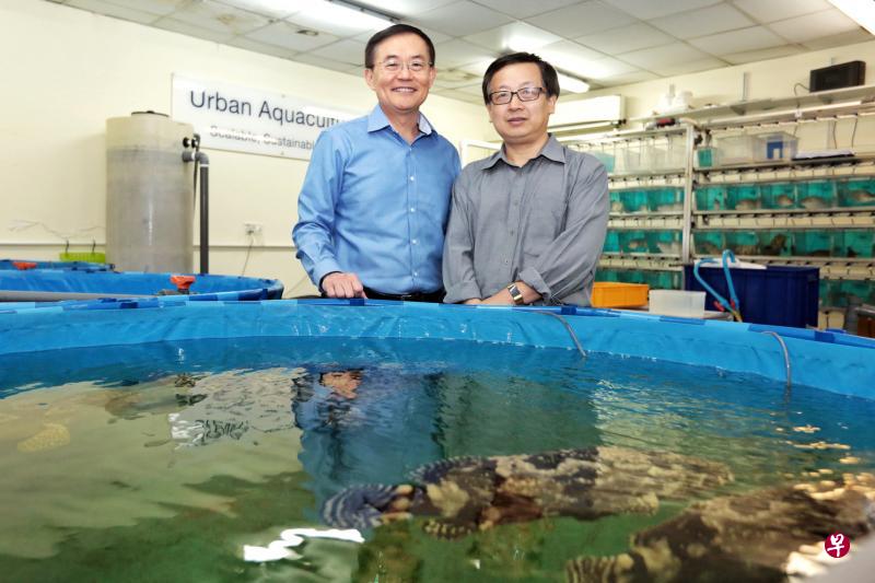 淡马锡生命科学研究院研究组组长岳根华博士(右)与团队所培育的圣约翰金目鲈鱼适合在热带生长。该研究院兼Allegro Aqua私人有限公司首席执行长谢龙民(左)希望能将这类鲈鱼销到更多国家去。(徐颖荃摄) 淡马锡生命科学研究院研究组组长岳根华博士(右)与团队所培育的圣约翰金目鲈鱼适合在热带生长。该研究院兼Allegro Aqua私人有限公司首席执行长谢龙民(左)希望能将这类鲈鱼销到更多国家去。(徐颖荃摄)
