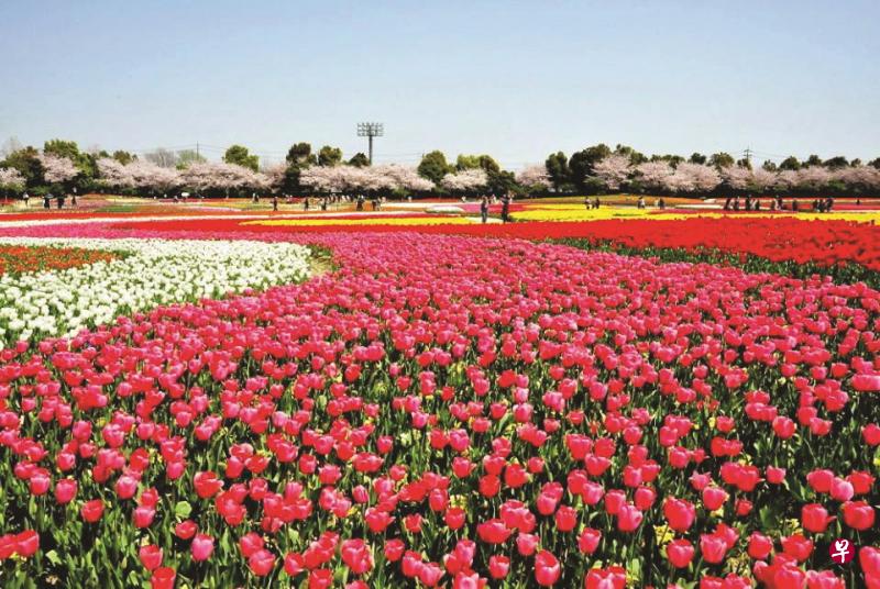 一年四季皆可见到各种花卉的“名花之里”。(旅行社提供) 一年四季皆可见到各种花卉的“名花之里”。(旅行社提供)