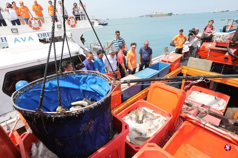 Barramundi Asia增设八个鱼苗养殖池,预计三到五年后每年可生产6000公吨澳洲肺鱼,比目前产量多五倍。(邝启聪摄) Barramundi Asia增设八个鱼苗养殖池,预计三到五年后每年可生产6000公吨澳洲肺鱼,比目前产量多五倍。(邝启聪摄)