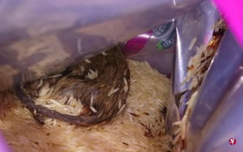 一名公众从昇菘超市购买这款五公斤装“House Brand”牌子印度白米,拿回家赫然发现里头藏有一只看起来约14公分长的死老鼠,直呼恶心。(受访者提供) 一名公众从昇菘超市购买这款五公斤装“House Brand”牌子印度白米,拿回家赫然发现里头藏有一只看起来约14公分长的死老鼠,直呼恶心。(受访者提供)