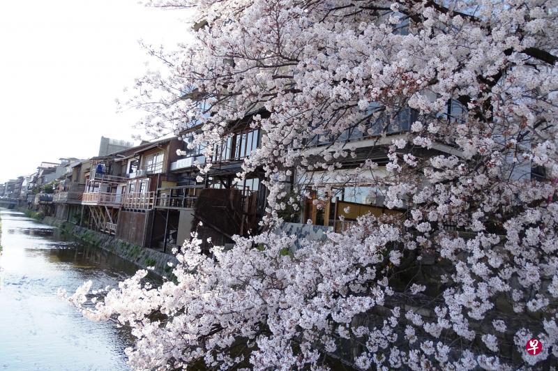 高濑川盛放的樱花如花海。 高濑川盛放的樱花如花海。