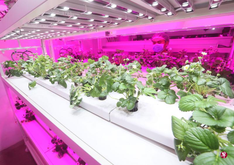 Sustenir Agriculture以水培和农业环境控制技术打造现代农场,公司也计划扩充农场。(吴伟国摄) Sustenir Agriculture以水培和农业环境控制技术打造现代农场,公司也计划扩充农场。(吴伟国摄)