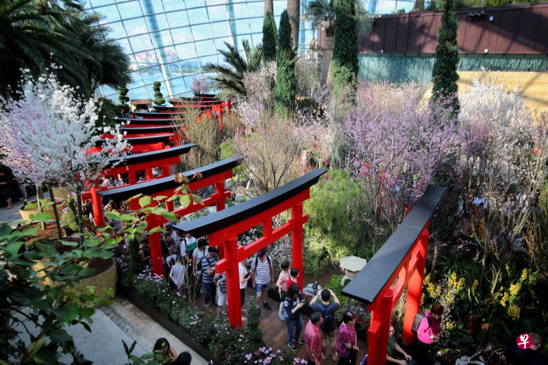 喜爱樱花的公众可从即日起至本月底到滨海湾花园花穹赏花。(严宣融摄) 喜爱樱花的公众可从即日起至本月底到滨海湾花园花穹赏花。(严宣融摄)