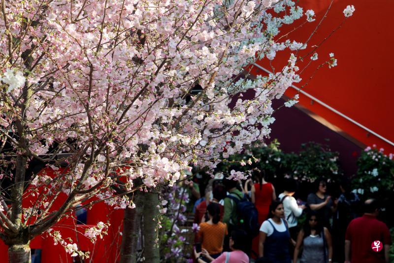 滨海湾花园主办的樱花节昨天正式开幕,迎来不少游人赏樱,在热带岛国感受不一样的东瀛风情。(严宣融摄) 滨海湾花园主办的樱花节昨天正式开幕,迎来不少游人赏樱,在热带岛国感受不一样的东瀛风情。(严宣融摄)