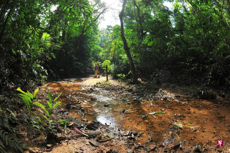 地铁跨岛线是否会从地底下直接穿过中央集水地带自然保护区,或是绕道沿着自然保护区边缘兴建,预计还需要两三年后才会敲定。(档案照片) 地铁跨岛线是否会从地底下直接穿过中央集水地带自然保护区,或是绕道沿着自然保护区边缘兴建,预计还需要两三年后才会敲定。(档案照片)