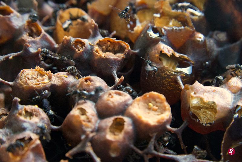 银蜂蜜装在蜂胶建成的“小瓮”或蜂杯里。 银蜂蜜装在蜂胶建成的“小瓮”或蜂杯里。