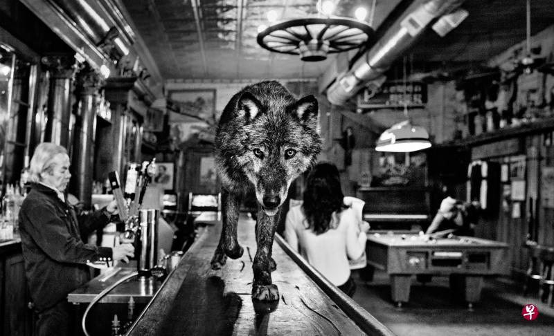 为了拍摄这幅作品,大卫·耶罗颈项挂了一只鸡吸引狼走向镜头。 为了拍摄这幅作品,大卫·耶罗颈项挂了一只鸡吸引狼走向镜头。