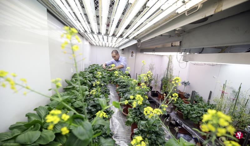 本地科研团队研发的基因工程技术已在小白菜、菜心、菠菜、西洋菜和芝麻菜等蔬菜的种植过程中进行测试。（陈渊庄摄）