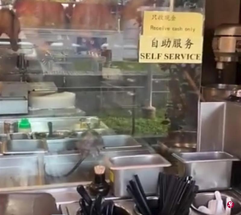 厨房调味台出现“大肥鼠”。(档案照) 厨房调味台出现“大肥鼠”。(档案照)