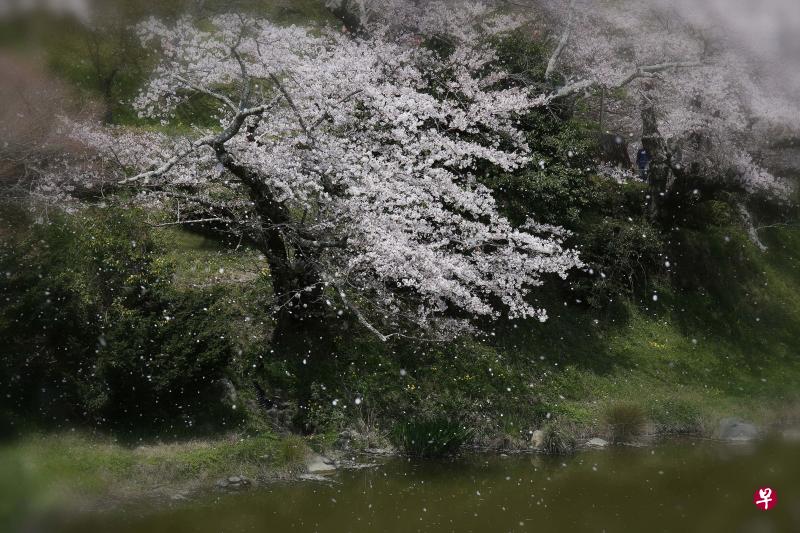 粉雪压枝柯 粉雪压枝柯