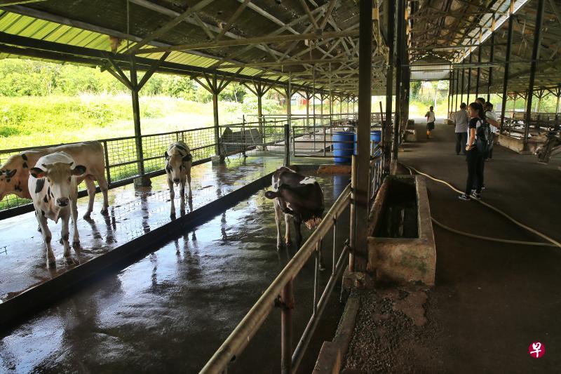 失踪的小公牛,类似农场内的其他小牛。 失踪的小公牛,类似农场内的其他小牛。