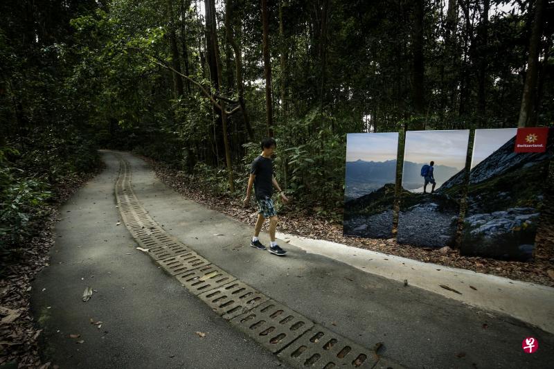 在本地首个瑞士—新加坡友谊远足活动中,武吉知马的山路旁设置了宜人的瑞士风景照,与热带雨林背景呈鲜明的对比,让公众体验瑞士和新加坡的自然风光。(叶振忠摄) 在本地首个瑞士—新加坡友谊远足活动中,武吉知马的山路旁设置了宜人的瑞士风景照,与热带雨林背景呈鲜明的对比,让公众体验瑞士和新加坡的自然风光。(叶振忠摄)