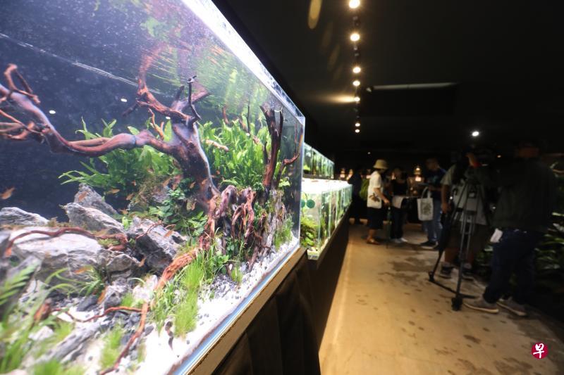 新加坡花园节园艺展首次举办纳米水族造景比赛,收到20份参赛作品。(邝启聪摄) 新加坡花园节园艺展首次举办纳米水族造景比赛,收到20份参赛作品。(邝启聪摄)