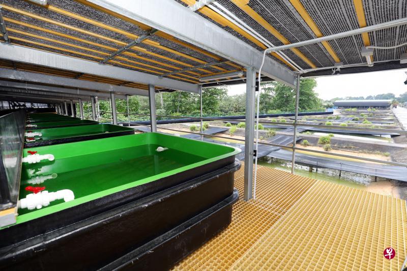 渔场近期建造鱼苗培殖场,引进高科技循环水养殖系统,培殖石斑鱼苗。(邝启聪摄) 渔场近期建造鱼苗培殖场,引进高科技循环水养殖系统,培殖石斑鱼苗。(邝启聪摄)