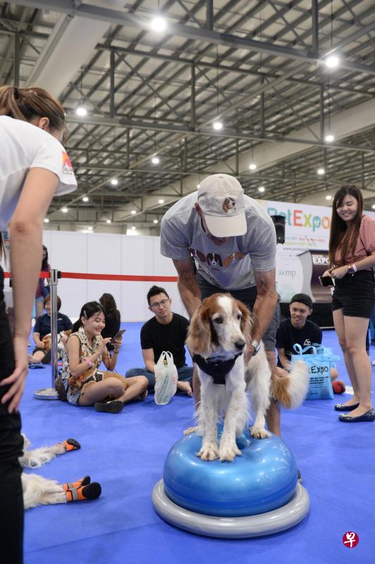 教导狗儿坐和立是对后腿肌肉的一种基本强化训练。 教导狗儿坐和立是对后腿肌肉的一种基本强化训练。