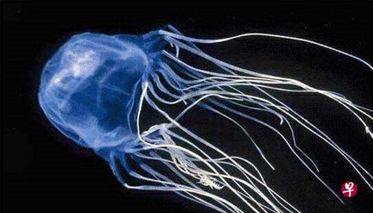 澳洲科研人员发现,一种已有药物可阻止被具有致命毒性的澳洲箱形水母蜇伤后出现的部分症状。(互联网) 澳洲科研人员发现,一种已有药物可阻止被具有致命毒性的澳洲箱形水母蜇伤后出现的部分症状。(互联网)