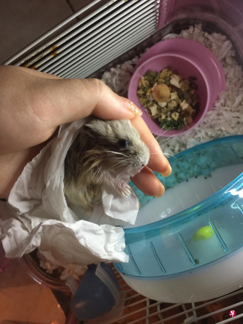 24宠物鼠遭遗弃,五天五夜没吃没喝。(取自面簿) 24宠物鼠遭遗弃,五天五夜没吃没喝。(取自面簿)