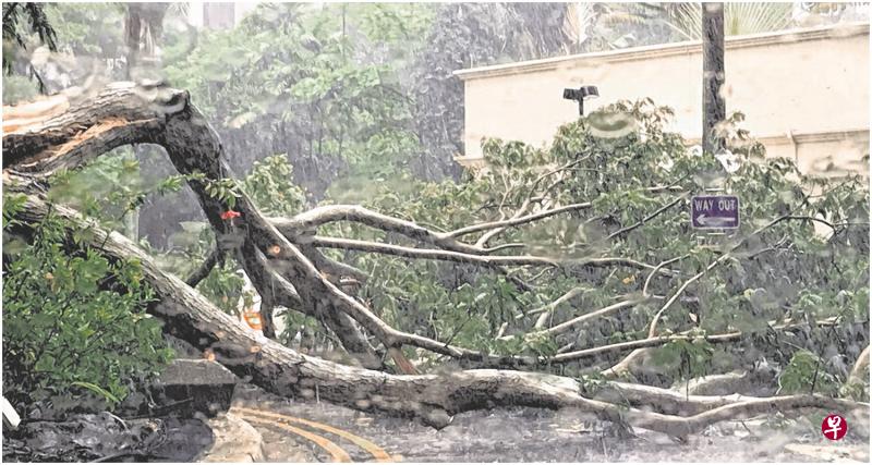 碧湾园内的大树树干因一场大雨而轰然倒下。（读者提供）