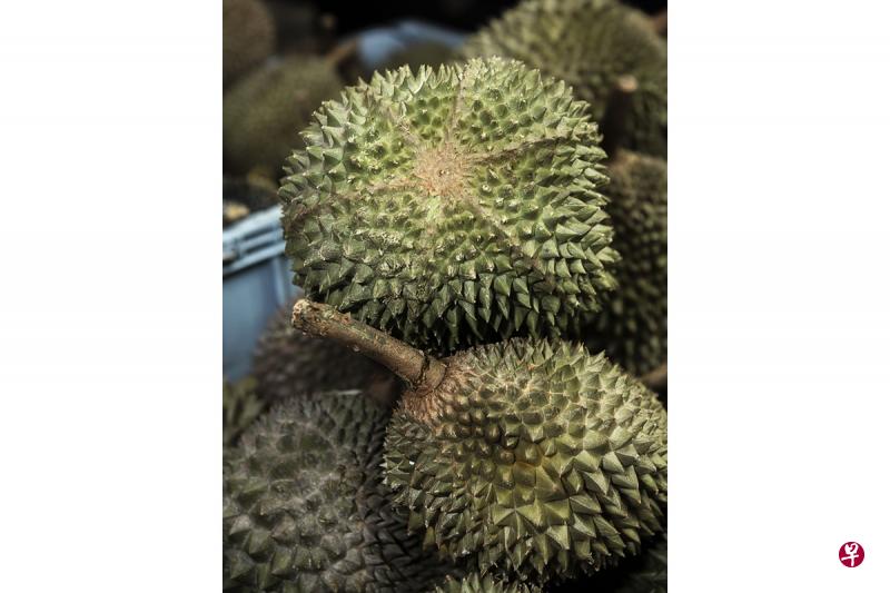 有些榴梿商生意做大,营业额超过100万元,会计师提醒他们须注册为消费税公司。(海峡时报) 有些榴梿商生意做大,营业额超过100万元,会计师提醒他们须注册为消费税公司。(海峡时报)