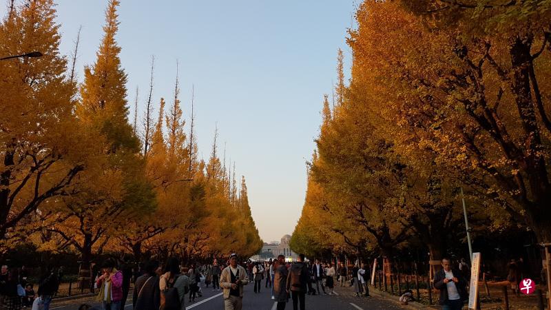 2018年11月,从一串串银杏黄金般的笑声中,走进东京深处。(作者提供) 2018年11月,从一串串银杏黄金般的笑声中,走进东京深处。(作者提供)