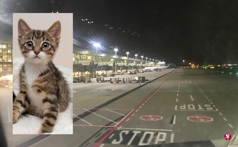 赖小姐表示,小猫误闯跑道造成班机延误降落。(赖凌杉摄) 赖小姐表示,小猫误闯跑道造成班机延误降落。(赖凌杉摄)