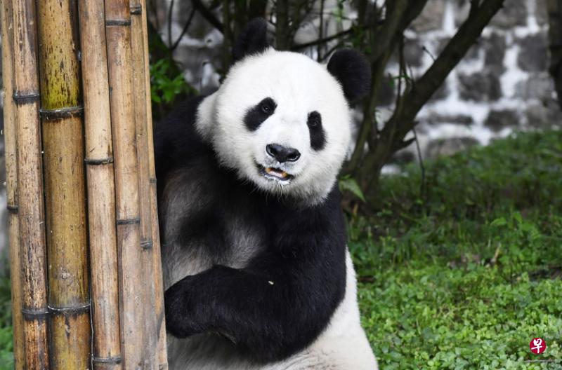 在美国生活了23年的雌性大熊猫“白云”在中国大熊猫保护研究中心都江堰青城山基地内熟悉新环境。(中新社) 在美国生活了23年的雌性大熊猫“白云”在中国大熊猫保护研究中心都江堰青城山基地内熟悉新环境。(中新社)