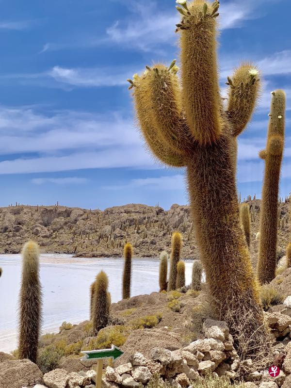 为盐沼包围的印加华西岛。(尤今摄) 为盐沼包围的印加华西岛。(尤今摄)