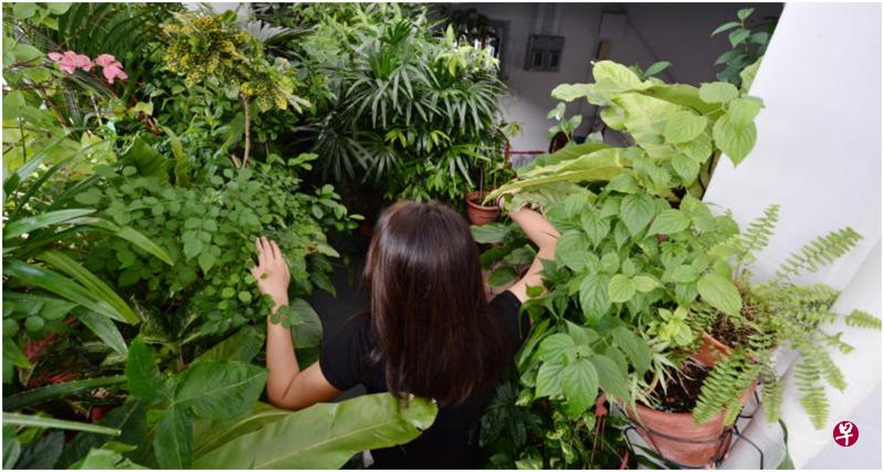 由于盆栽缺乏修剪,叶子十分茂密,令人寸步难行,必须用手拨开植物,才能到走廊的另外一端。(潘丰源摄) 由于盆栽缺乏修剪,叶子十分茂密,令人寸步难行,必须用手拨开植物,才能到走廊的另外一端。(潘丰源摄)