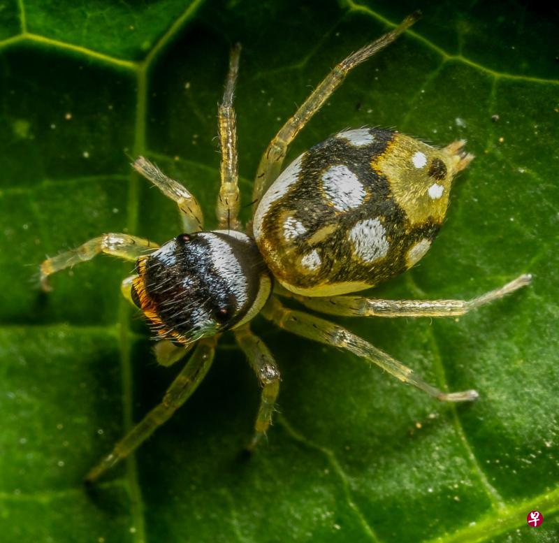 学名Phintella sp.的蜘蛛是金蝉蛛属跳蜘蛛的一种,很可能是全球首次发现的新品种。图为母蜘蛛。(David J Court提供) 学名Phintella sp.的蜘蛛是金蝉蛛属跳蜘蛛的一种,很可能是全球首次发现的新品种。图为母蜘蛛。(David J Court提供)